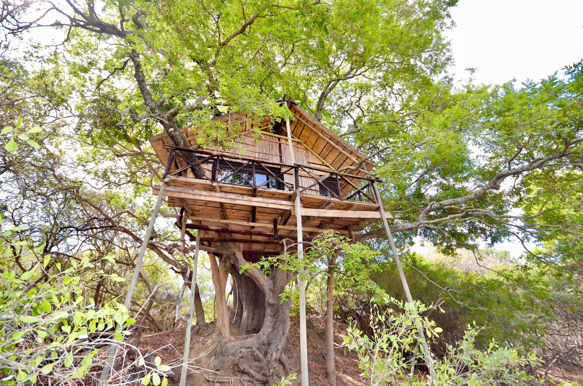 Kruger Treehouse Safari