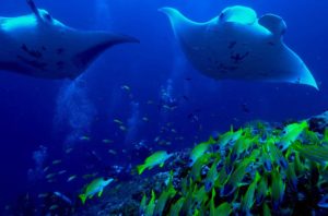 Snorkeling and Diving in Maldives