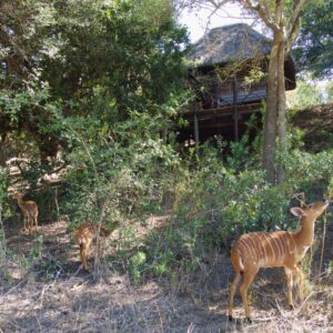 Kruger Treehouse Safari