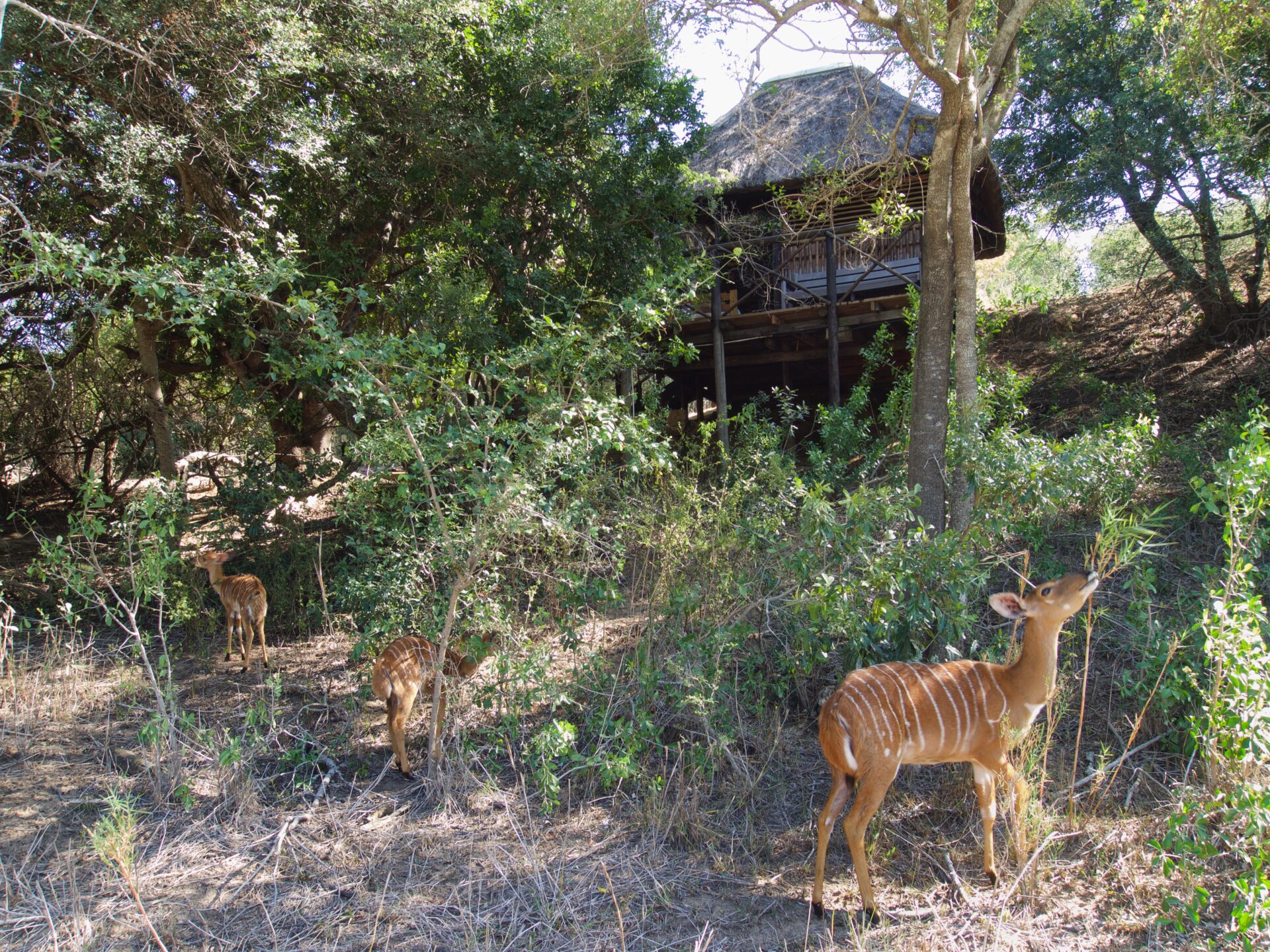 Kruger Treehouse Safari