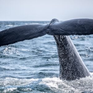 Full Day Whale Route Tour