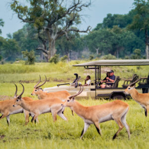 5 Day Chobe and Moremi Fly-in Safari