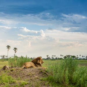 Moremi Crossing Okavango Delta Safari