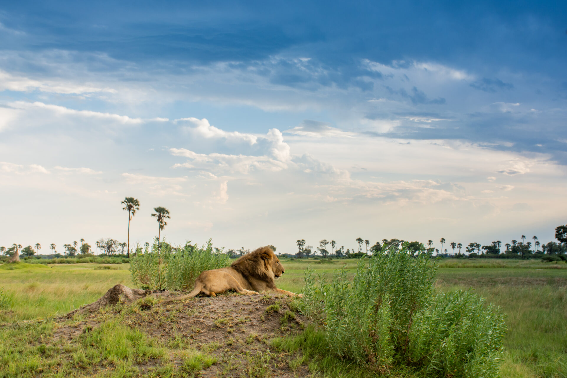 Moremi Crossing Okavango Delta Safari