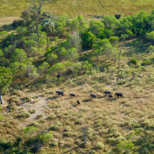 Moremi Crossing Okavango Delta Safari