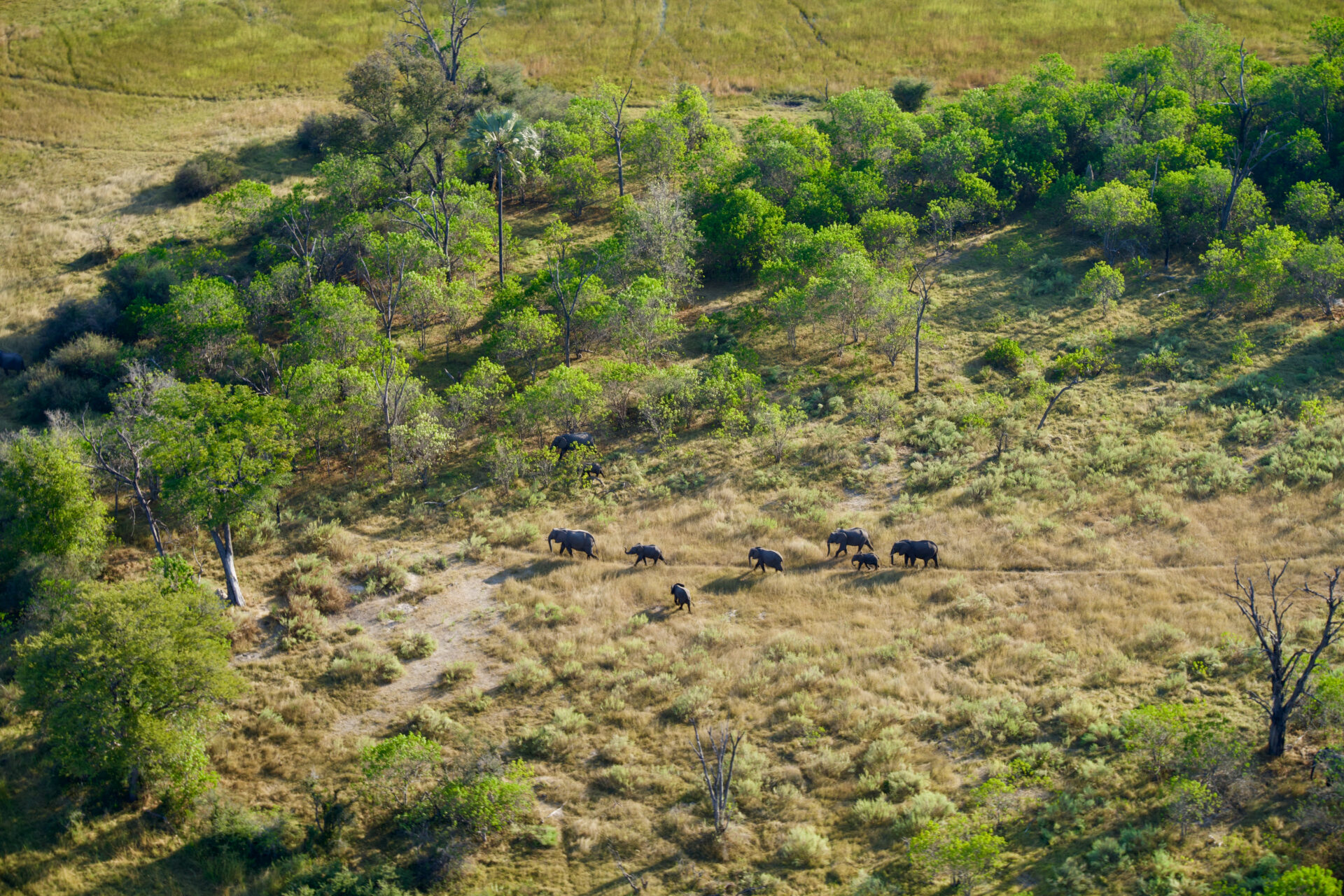 Moremi Crossing Okavango Delta Safari