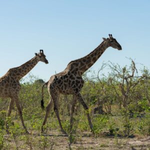 10 Day Windhoek to Victoria Falls