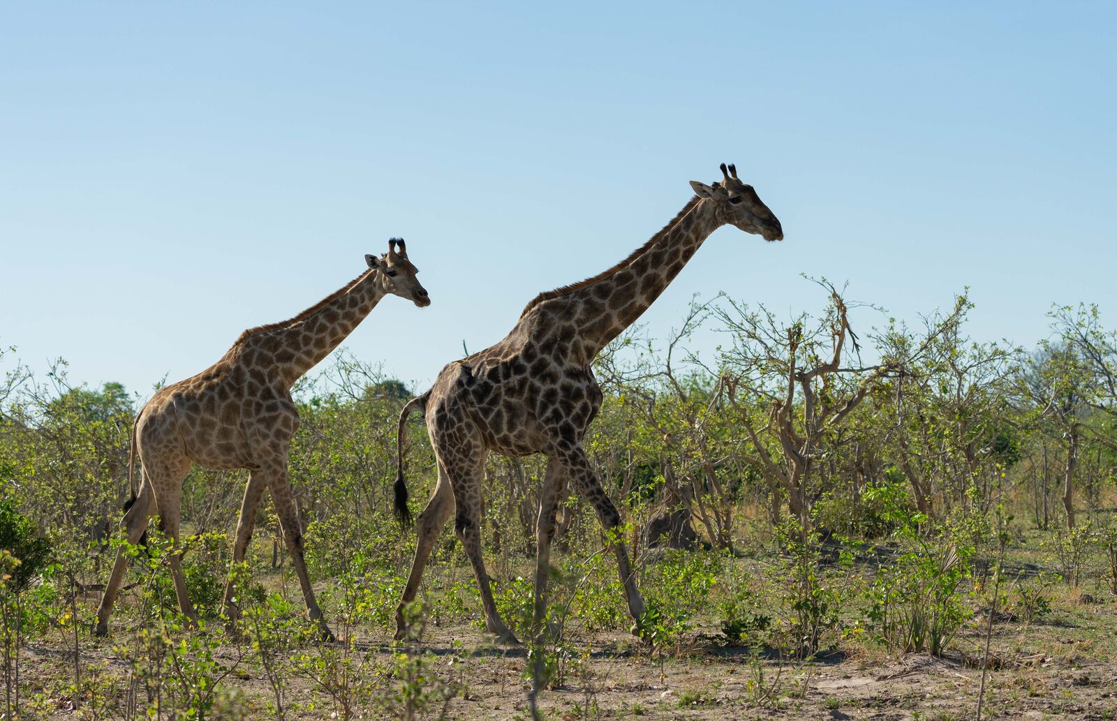 10 Day Windhoek to Victoria Falls