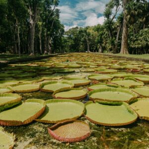 Pamplemousses Botanical Garden