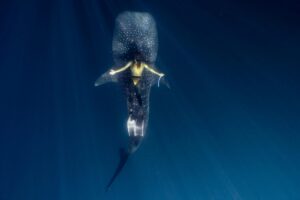 Snorkelling with whale shark