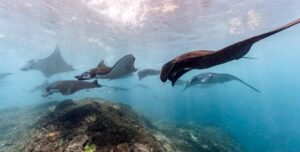 Manta Rays in the Maldives