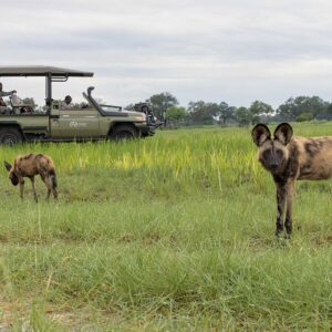 Pom Pom Camp Okavango Delta Safari
