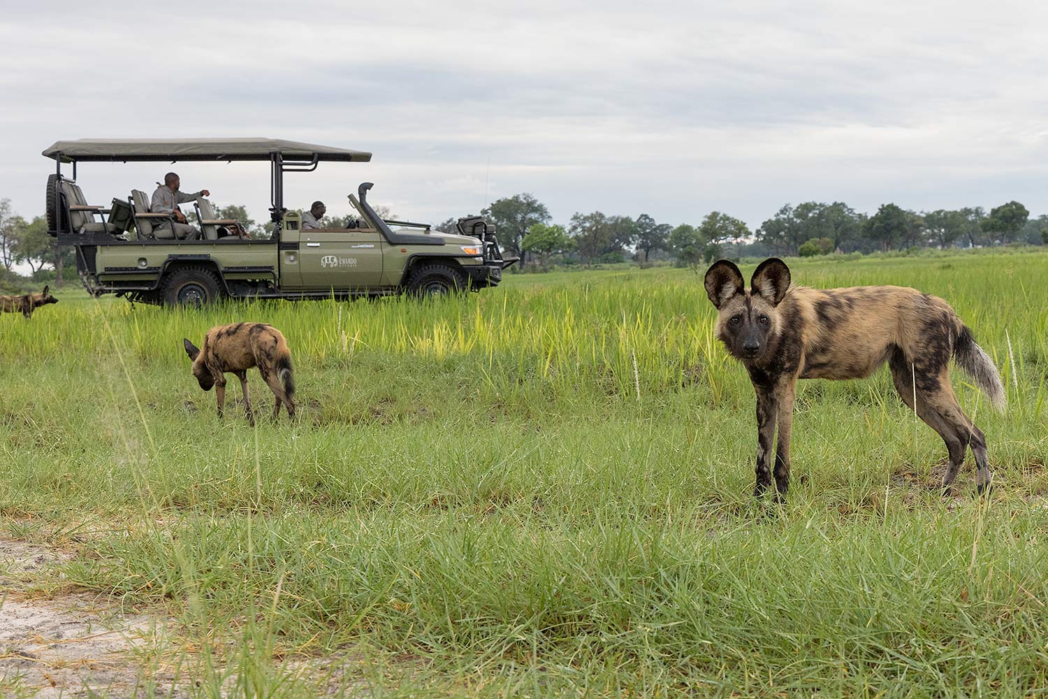 Pom Pom Camp Okavango Delta Safari